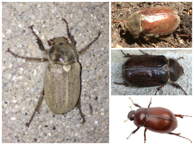 Beetle collage